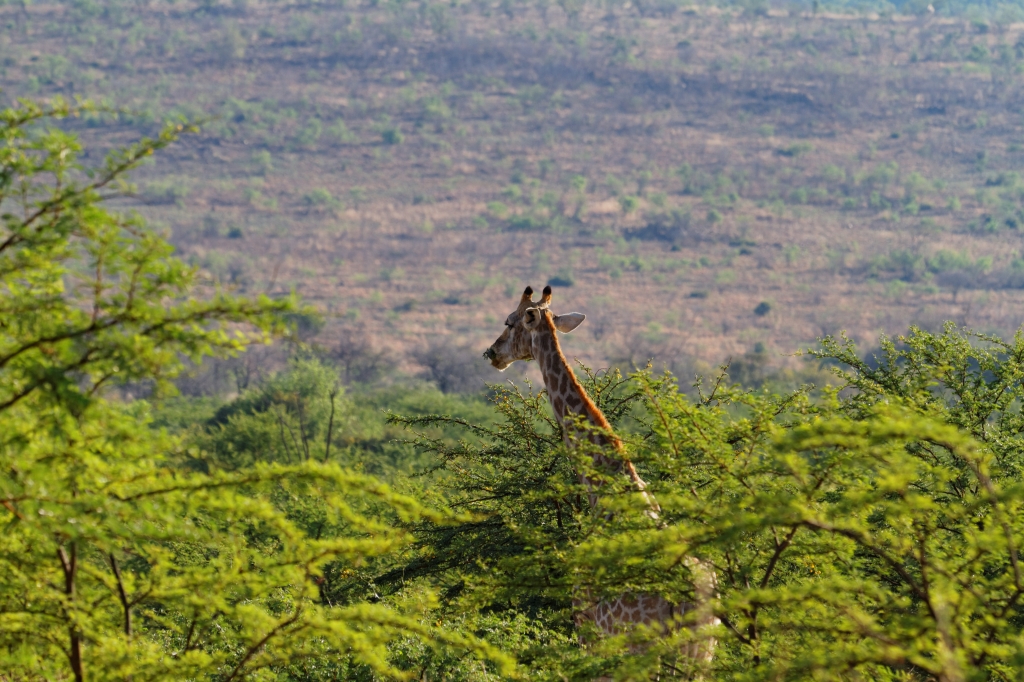 11 - Pilanesberg NP (5).jpg